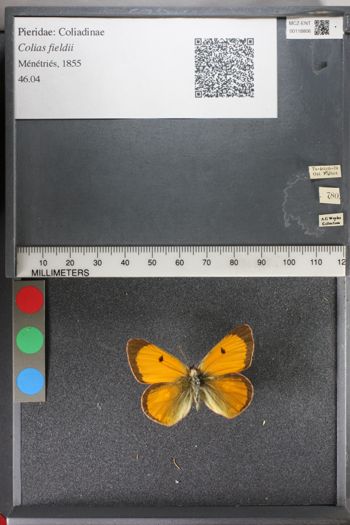Media type: image;   Entomology 118806